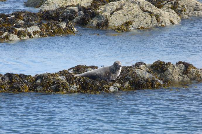 image of a grey seal sitting on a rock in the sea
