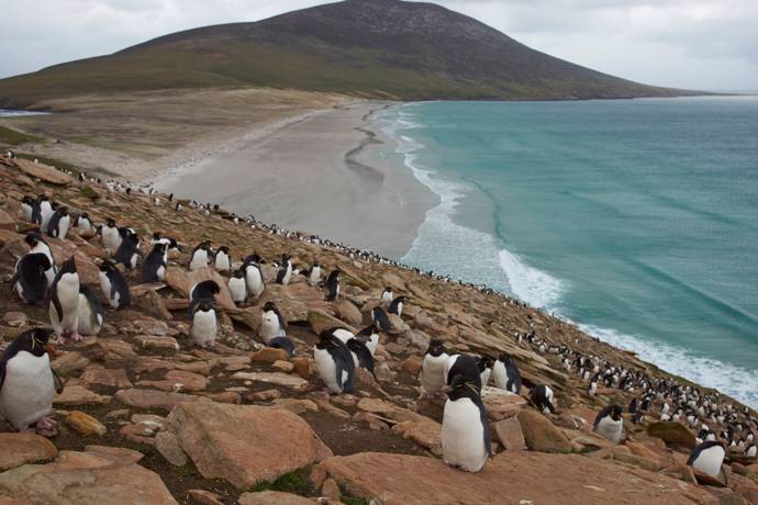 image of penguins on the coast in the falkland islands 