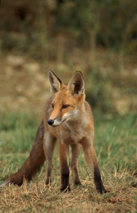 Image of native uk species, a fox