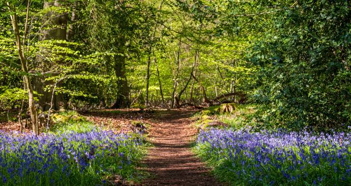 Image of Woodland with Bluebells 