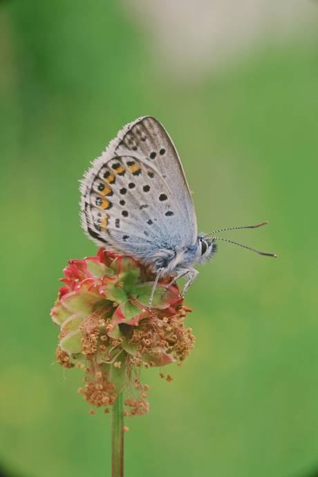image of a silver studded blue butterfly sitting on a flower
