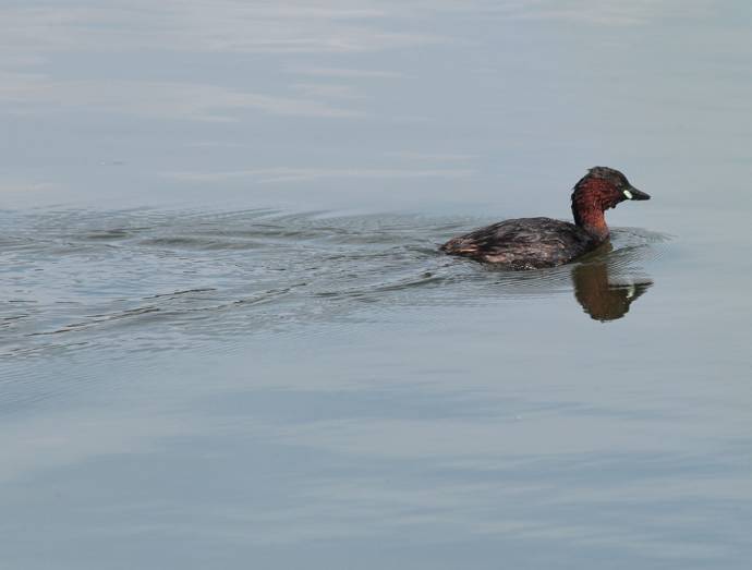 Image of a little grebe paddling in water