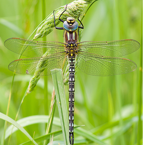 Image of Hairy dragonfly
